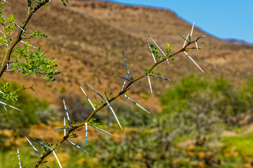 Branchlet with sharp acacia thorns and leaves