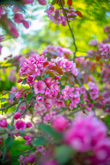 pink flowers in the garden