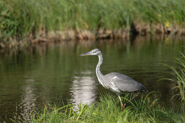 Grey heron (Ardea cinerea) patiently walking on a grassy bank near a still waterway