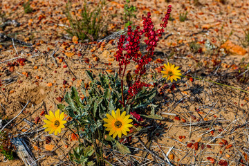 Red and yellow wildflowers in veld
