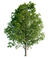 Isolated tree. Acer pseudoplatanus is a species of maple native to Central Europe and Western Asia. It is a large deciduous, broad-leaved tree. Summer version. 3d render.