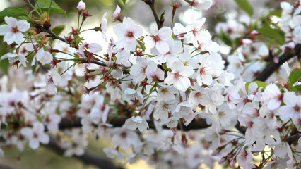 桜の花　枝　ソメイヨシノ