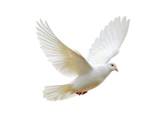 White Dove in Flight with Outstretched Wings Against a Clean Black Background
