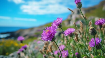 A close-up of wild thistles blooming on the rugged coastline, their purple petals contrasting with the blue sky and greenery
