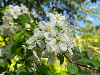 Blooming apple tree in the spring garden.
