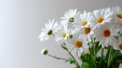 Obraz premium chamomile flowers on white background