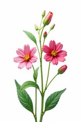 Obraz premium Delicate isolated flowers on white background, bloom, greenery, flowers