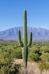 Saguaro Cactus Desert Landscape.