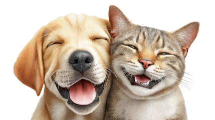 Close-up of a Happy Labrador Retriever and a Cheeky Cat Sitting Side by Side Showing Contentment and Friendship in a Bright Indoor Setting