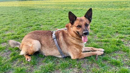 Brown Dog Lying on Lush Green Grass in Sunny Parkdog, cheerful dog, brown dog, lying dog