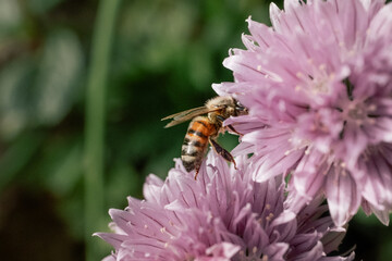 Bee on Chive Bloom Close-Up

