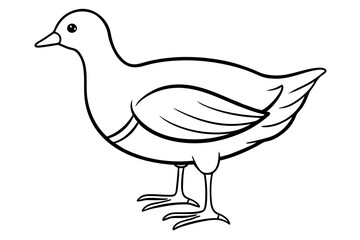 Moorhen Outline Illustration