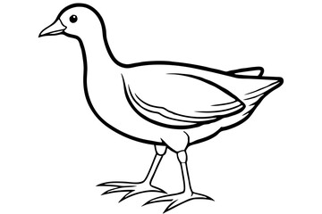 Moorhen Outline Illustration