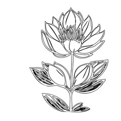 Elegant botanical illustration: a graceful lotus flower in delicate line work