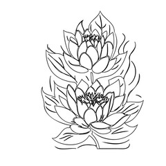 Delicate duo: Floral composition displaying elegant lotus flowers vector drawing