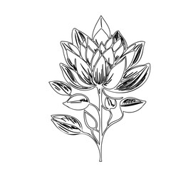 Elegant botanical illustration: a detailed black and white floral artwork