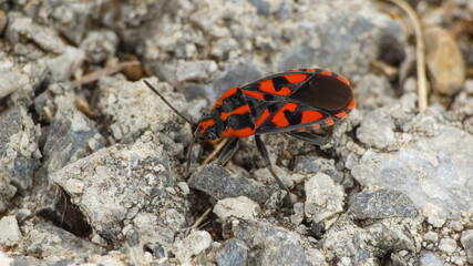 red bug on rock