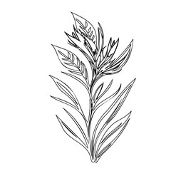 Elegant Botanical Line Art Depicting a Delicate Blooming Plant Illustration