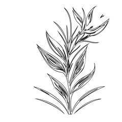 Elegant Botanical Illustration: Delicate Lines of a Stylized Floral Arrangement
