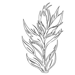 Minimalistic botanical sketch featuring intricate linear floral arrangement concept