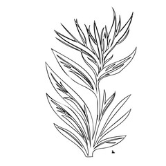Minimalist botanical line art depicting stylized floral arrangement drawing