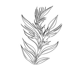 Botanical outline rendering depicting an elegant flowering plant illustration