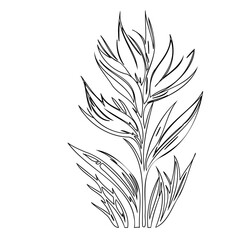 Minimalist botanical illustration showcasing organic shapes and natural contours