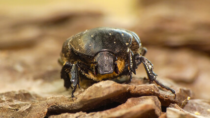 bug on the ground