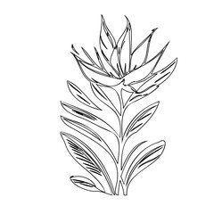 Delicate Floral Outline Illustration with Pointed Leaves and Graphic Style