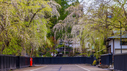 武家屋敷の街並みと枝垂れ桜　秋田　角館
