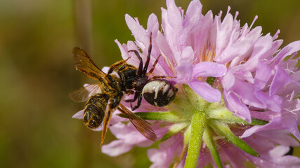 spider attacking bee