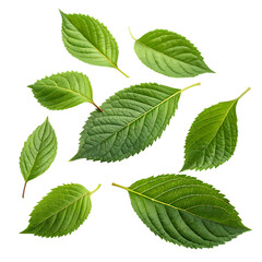 Fototapeta premium Fresh green leaves collection isolated on black background