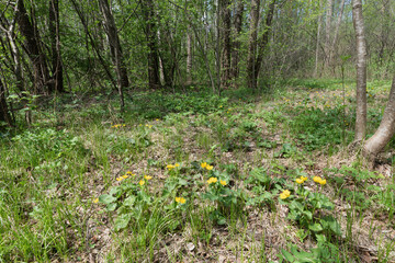 Fototapeta premium flowers of marsh kalyuzhnitsa in spring forest