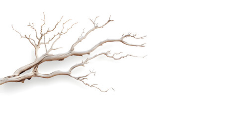 Fototapeta premium A bare, gnarled branch isolated on white background