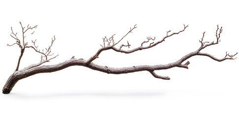 Fototapeta premium A bare, gnarled branch isolated on white background