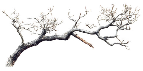 A bare, gnarled branch isolated on white background