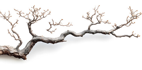 Fototapeta premium A bare, gnarled branch isolated on white background