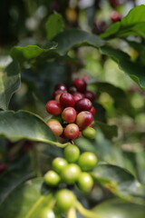 Coffee Cherries on the Plant