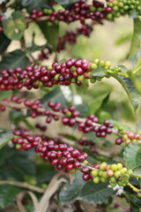 Obraz premium Coffee Cherries on the Plant