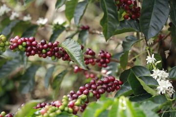 Coffee Cherries on the Plant