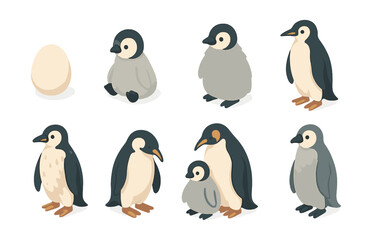 Obraz premium Penguin life cycle icons set – egg, chick, adult, family, growing stages