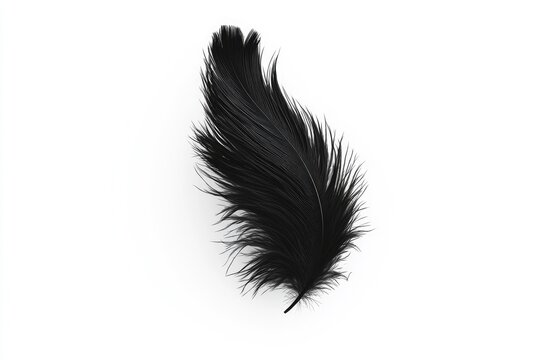 Fototapeta Single, elegant black feather isolated on white
