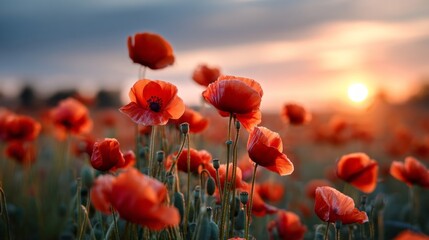 Obraz premium A field filled with striking red blossoms stretches across the horizon as the sun sets, casting a warm golden light