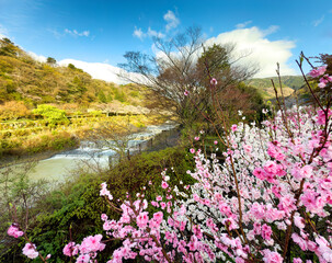 Hayakawa river in Hakone Japan with cherry trees in forefront