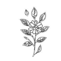 Elegant Floral Line Art Depicting Botanical Beauty in Minimalist Style