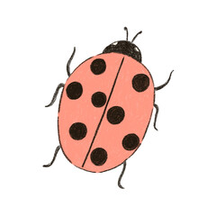 Pencil colored red ladybug isolated on white background. Cute beetle spring fly insect. Hand drawn ladybird bug illustration