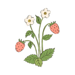 Pencil colored strawberry isolated on white background. Hand drawn forest berry fruit floral plant illustration