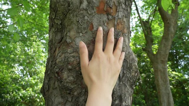 Human hands touching tree trunk, green forest, hug tree or protect environment, co2, net zero concept, pollution or climate change, earth day