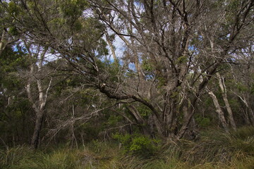 Forest at Lake Clifton in Yalgorup National Park southly of Mandurah, Western Australia, Australia
