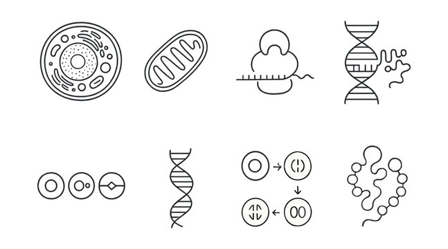 Biology cell structures icons set – cell, mitochondria, dna, ribosome, organelle, division